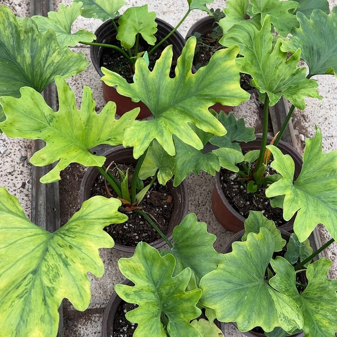 完全开放春雨锦随机发货不售后