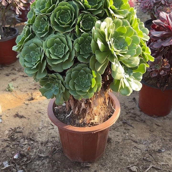 多肉植物法绿羊绒05