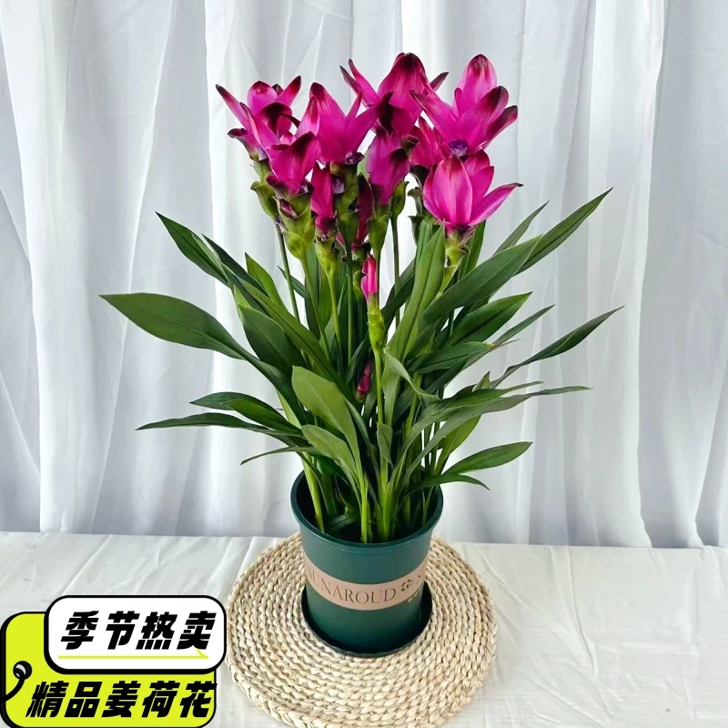 姜荷花盆栽耐热耐晒多年生球根植物庭院阳台室内绿植花卉带花苞