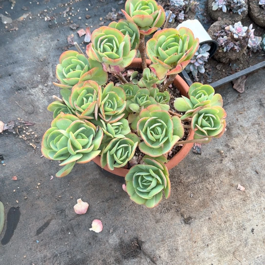 多肉植物多肉植物