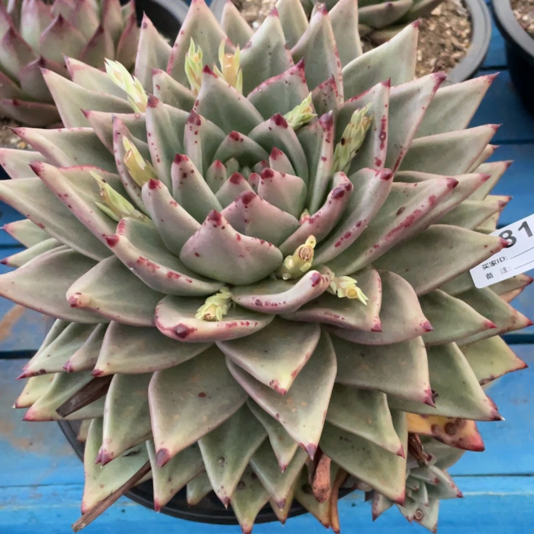 无花朵若如东云组拍E819