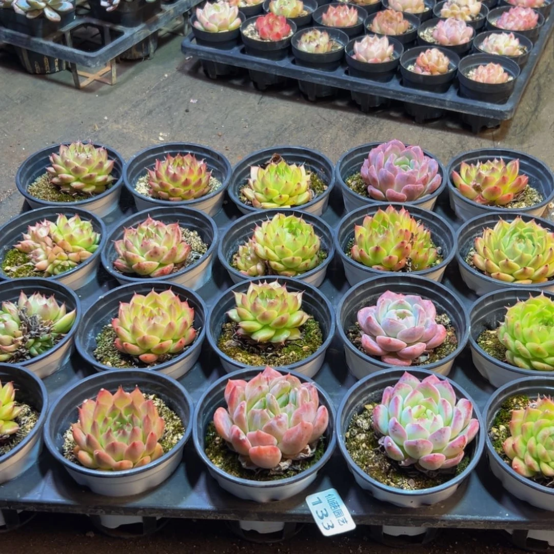 133大热的一天从早上