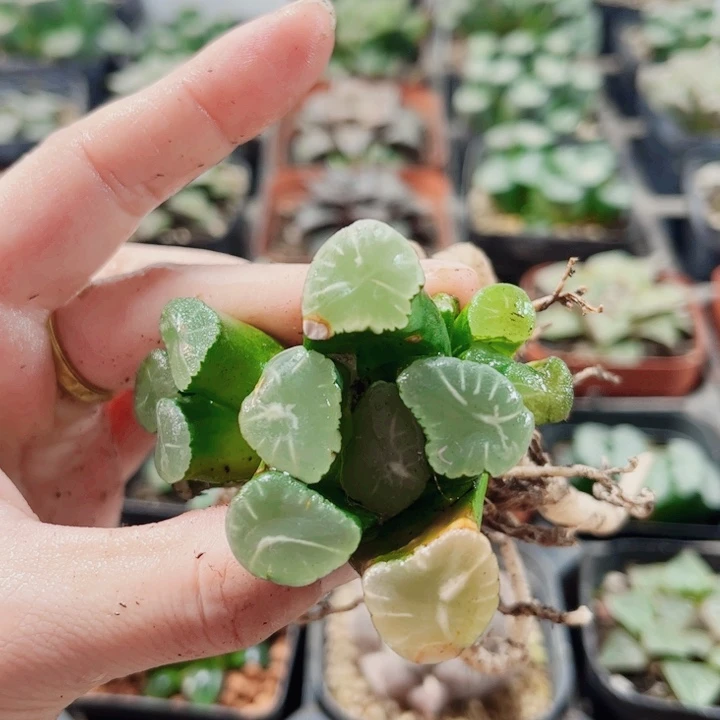 十二卷。实生寿特选 福利