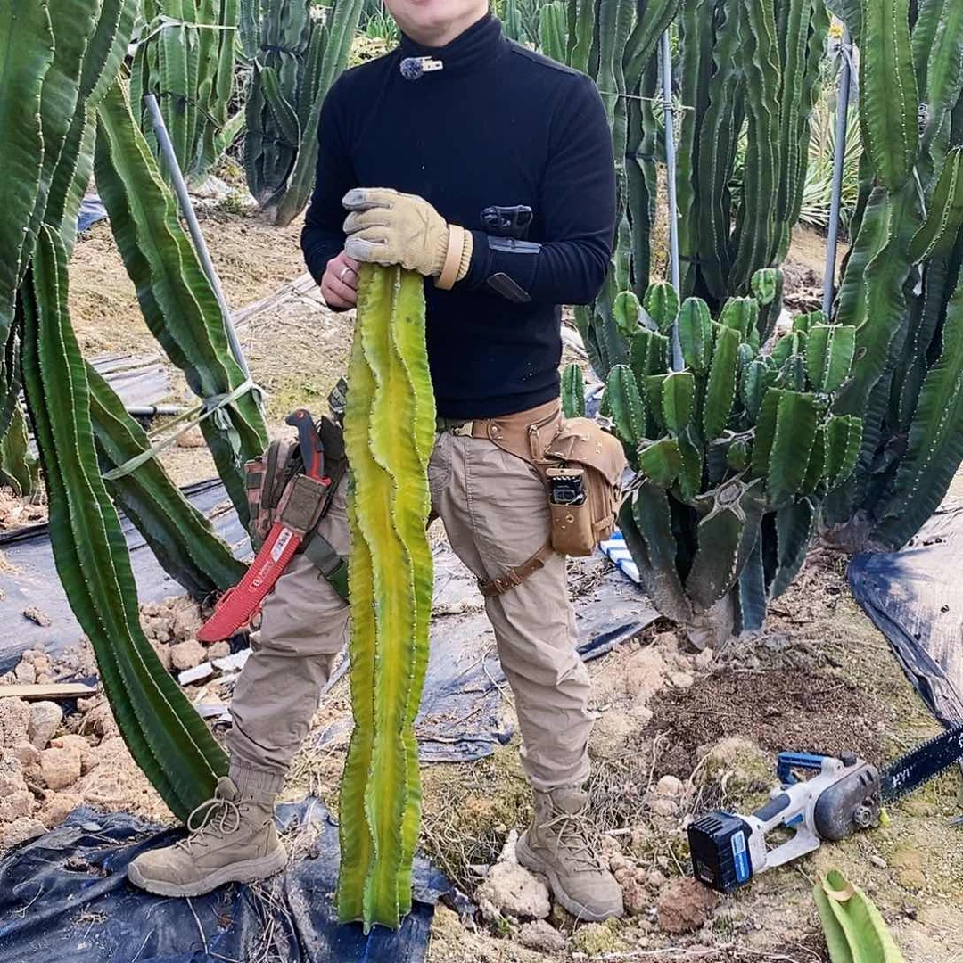 米**王4006秘鲁苹果105厘米左右有根点