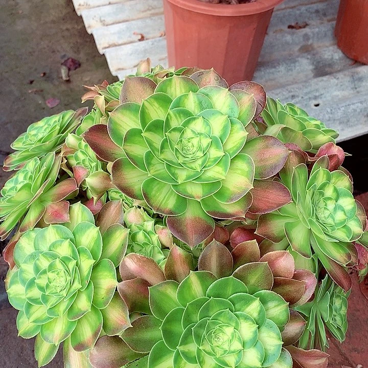 韶华捧花，多肉植物