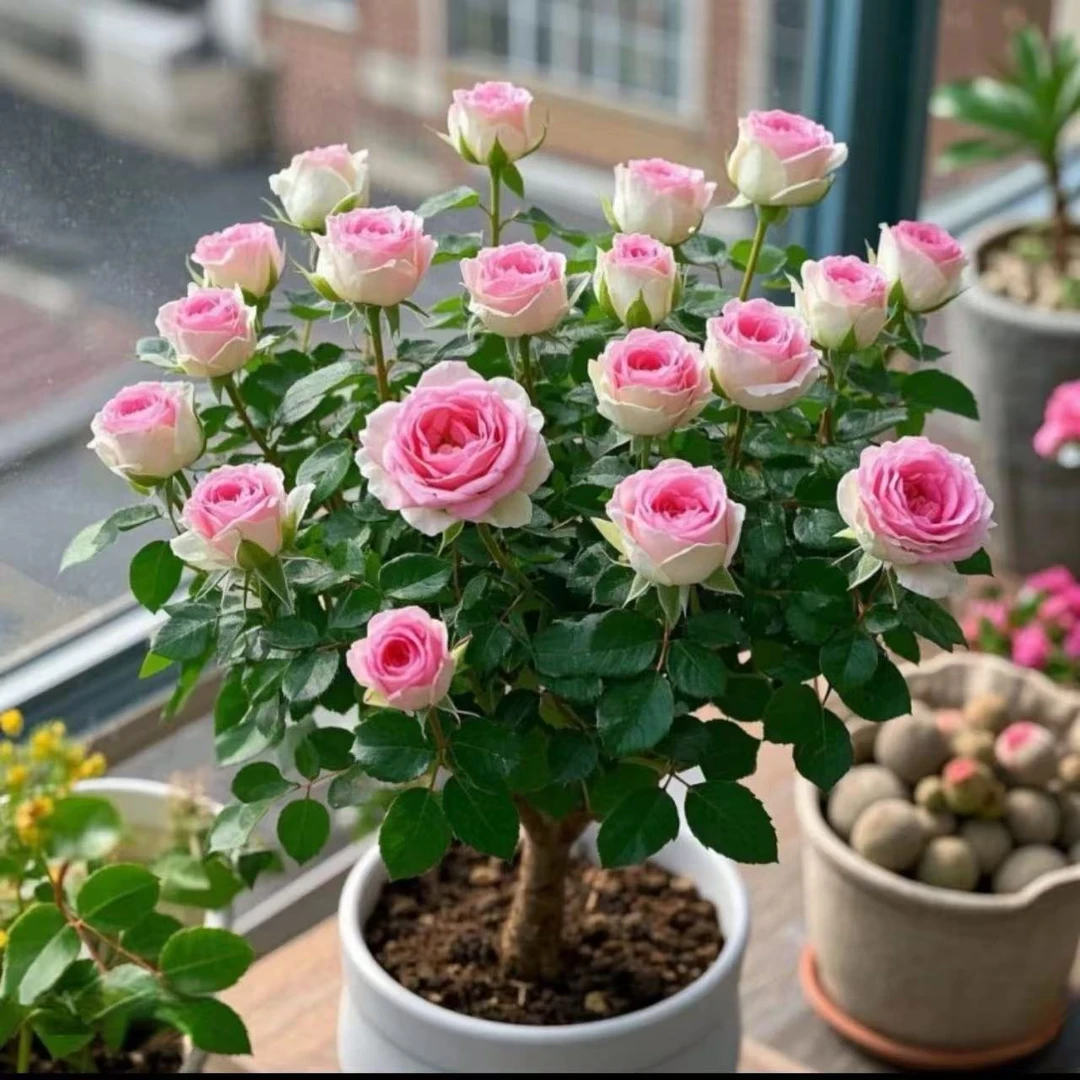 【特价处理】香水玫瑰花老桩苗四季开花耐寒耐热植物盆栽大花浓香型