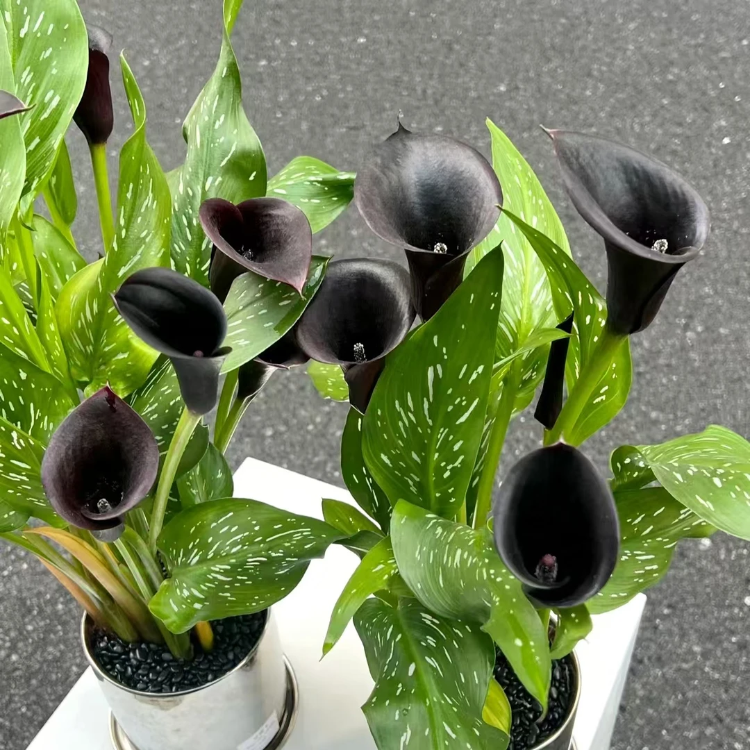 黑色马蹄莲 盆栽耐寒花期长室内阳台 云南鲜花绿植