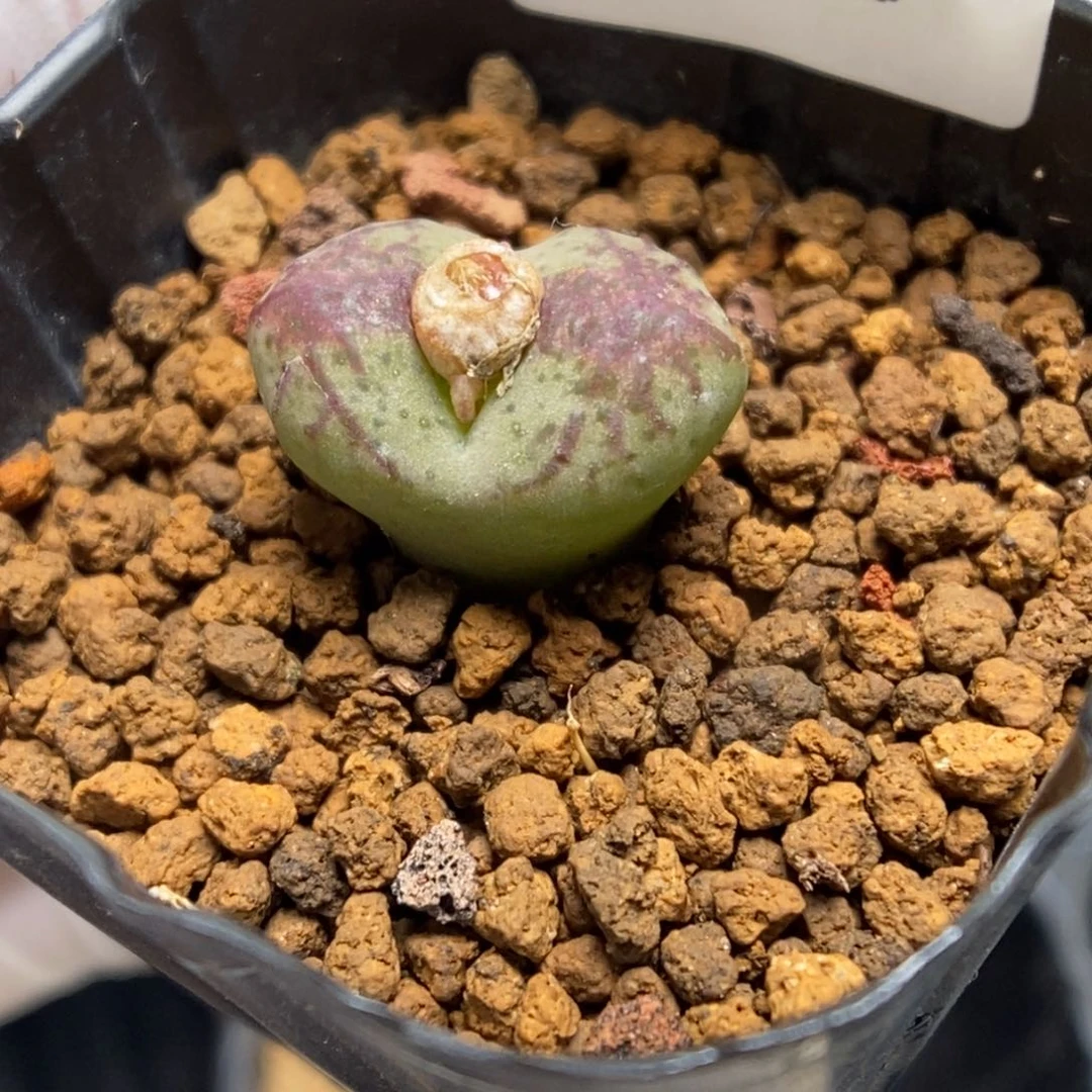 多肉植物肉锥杂交K-463 风铃杂