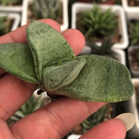 旋转蜗牛旋转蜗牛