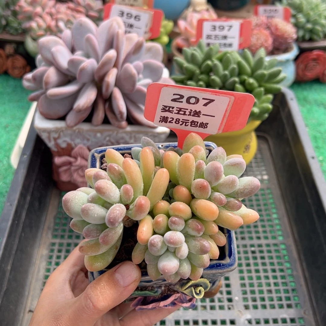 表妹精品多肉植物207.