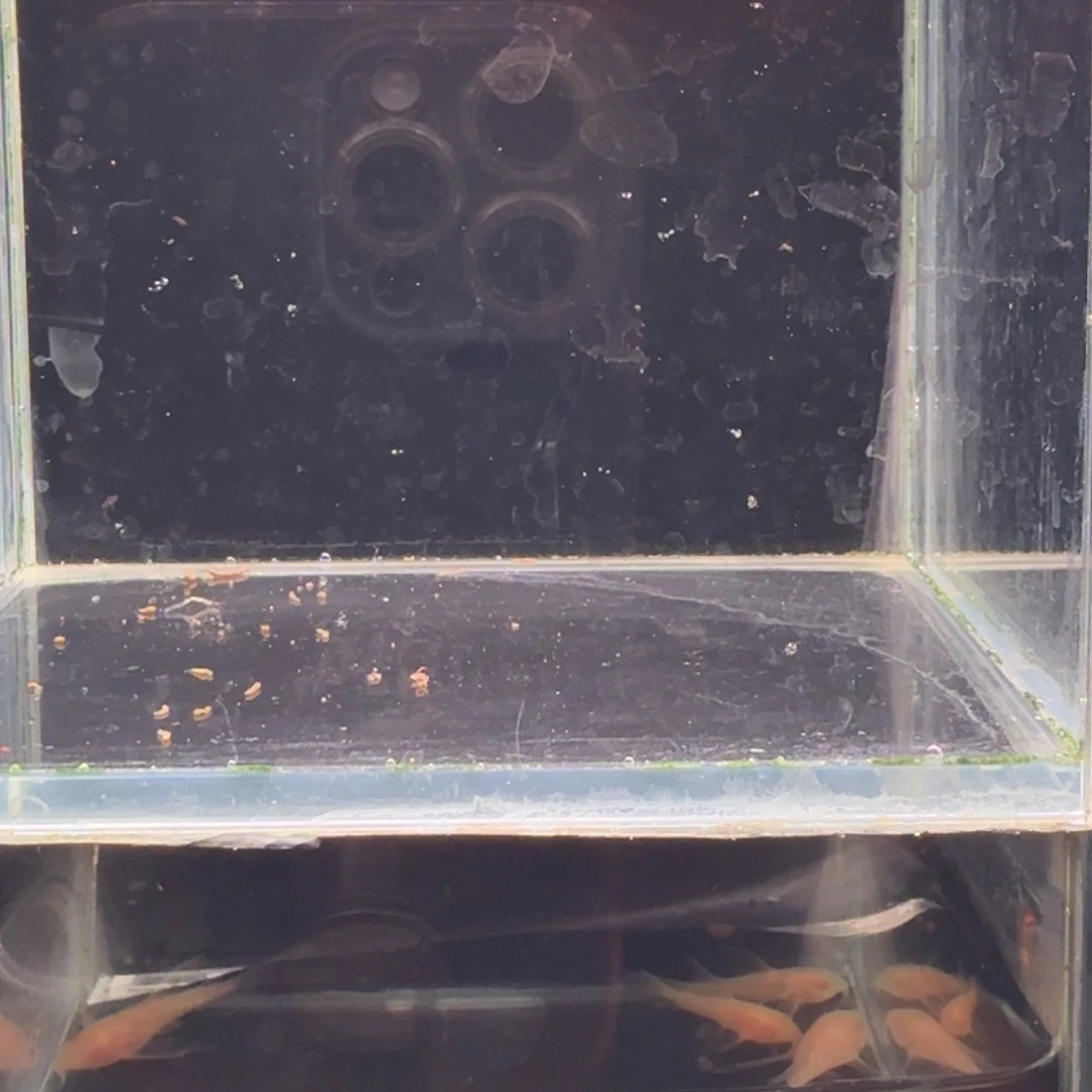 孔雀鱼鸿运当头双份水1对