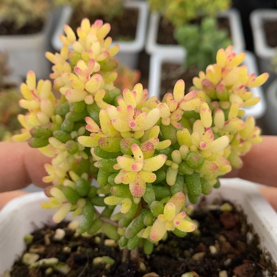 592飞机假猪（爱心球。 ）。