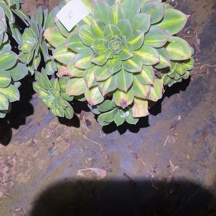 寒*冰多肉法师植物链接87