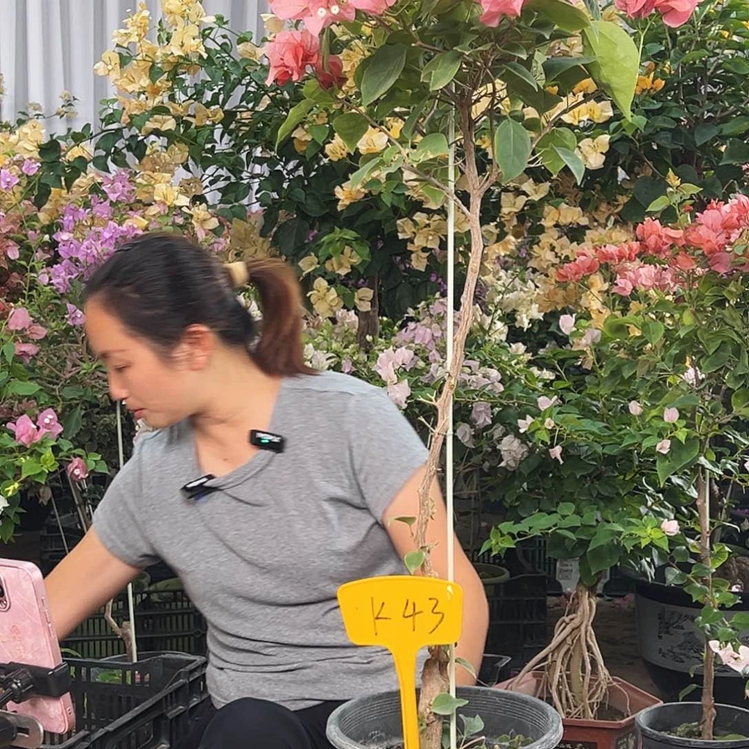 拿***猫大部分花苞少量开放K43不甜