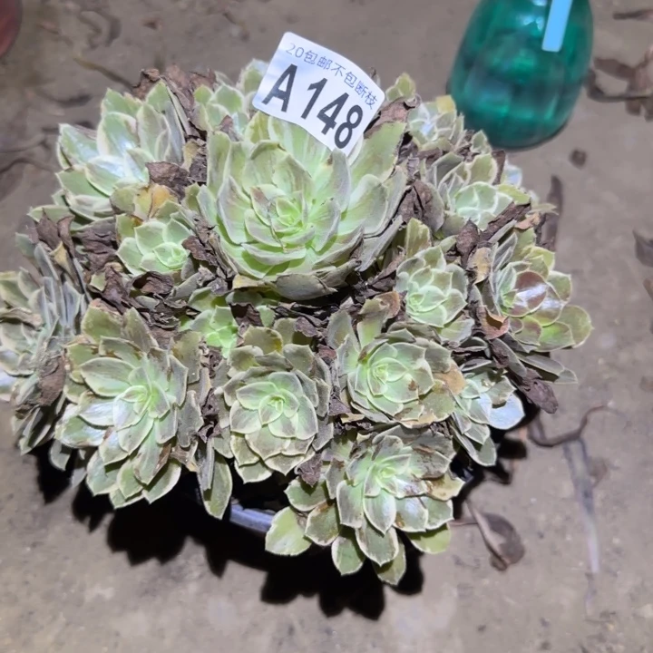 浣纱！不包断枝……多肉植物