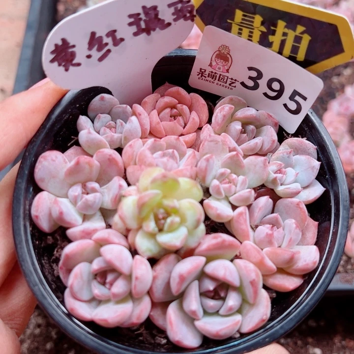 多肉植物多肉植物