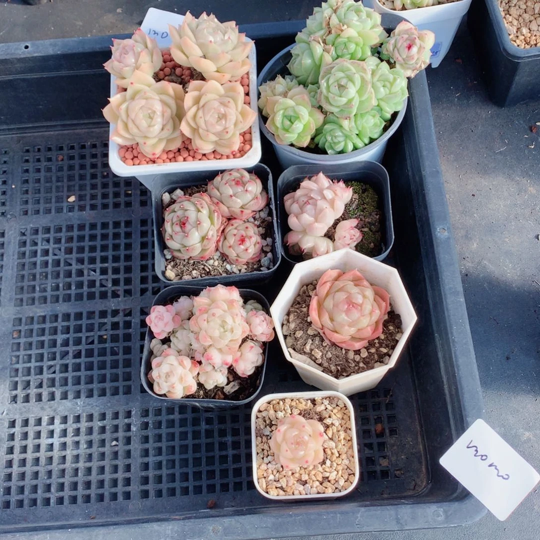 无**默麦秆58包邮  群生不包整默默