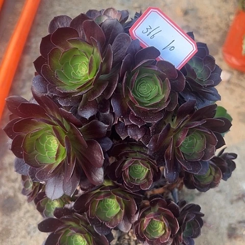 多肉植物赤耶连366