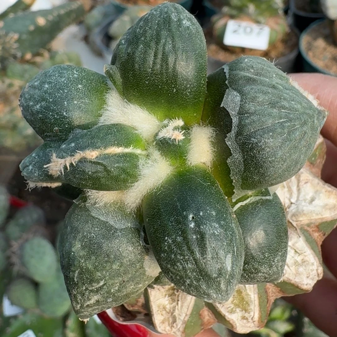 【闪购商品】无花朵福利蛋尤牡丹287