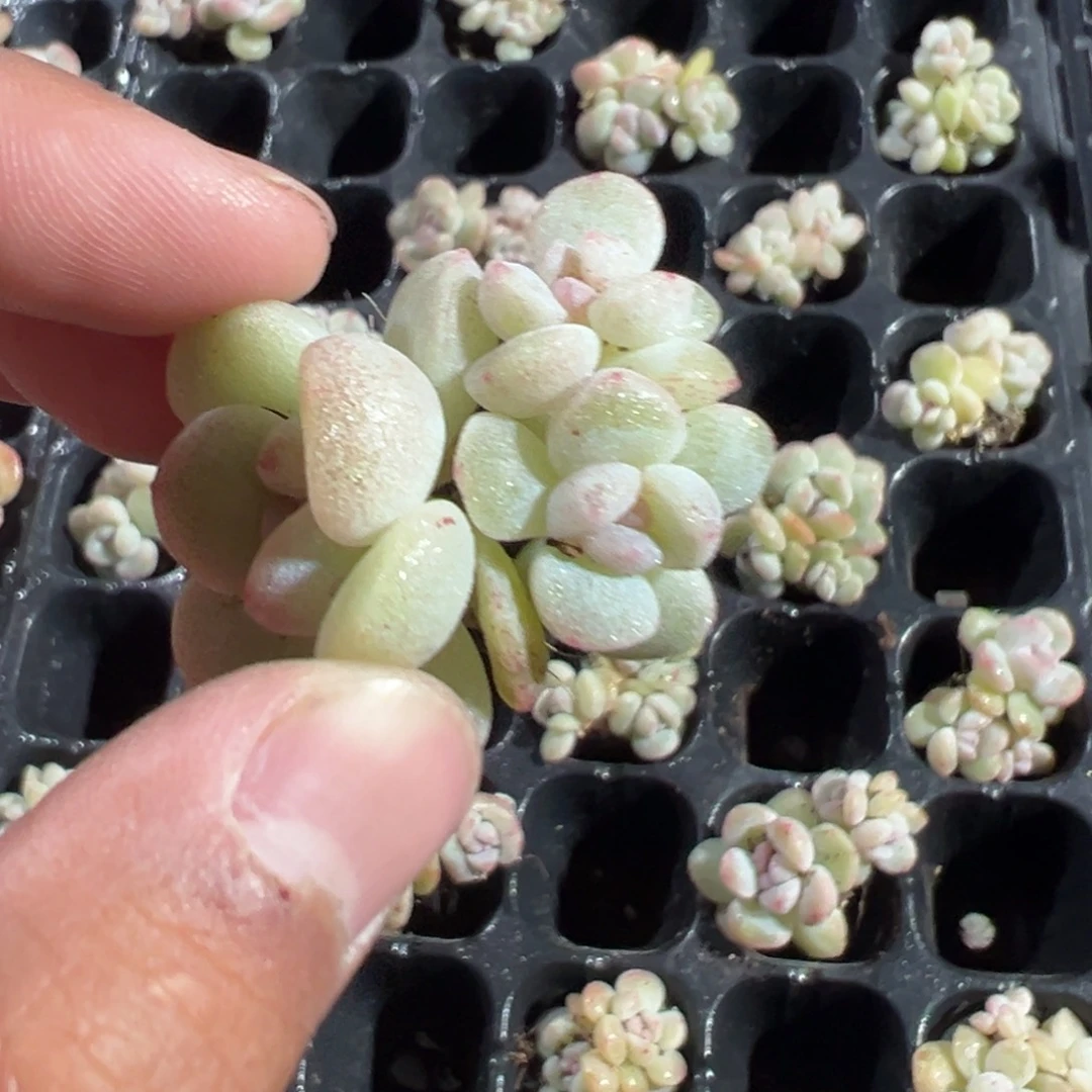 冰玉石化三头群到手1颗 大小4cm 量拍多肉满18包邮