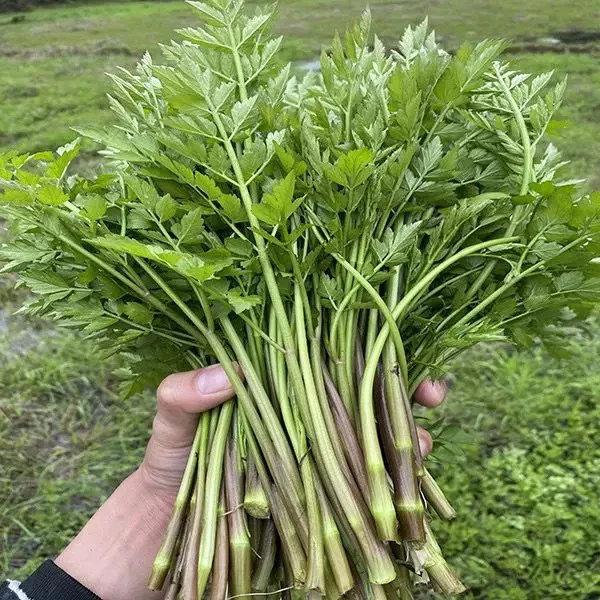 新鲜采摘发货野生水芹菜现摘小叶健康河南农家土特产野菜新鲜蔬菜