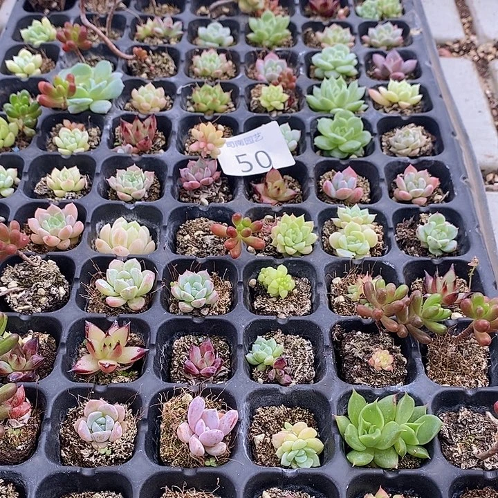50 多肉植物盆栽花卉