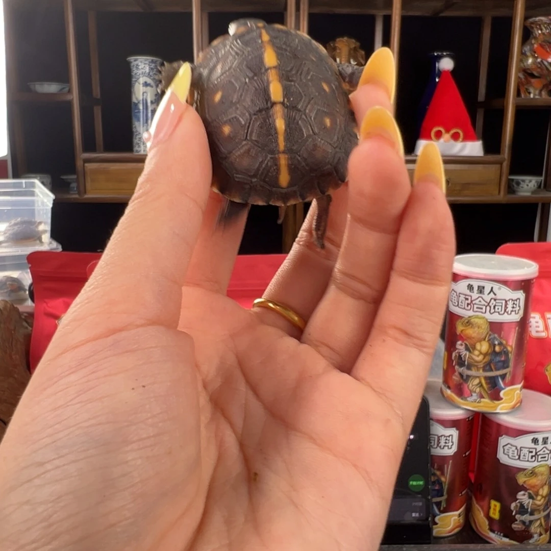 母？安啦啦啦啦啦啦