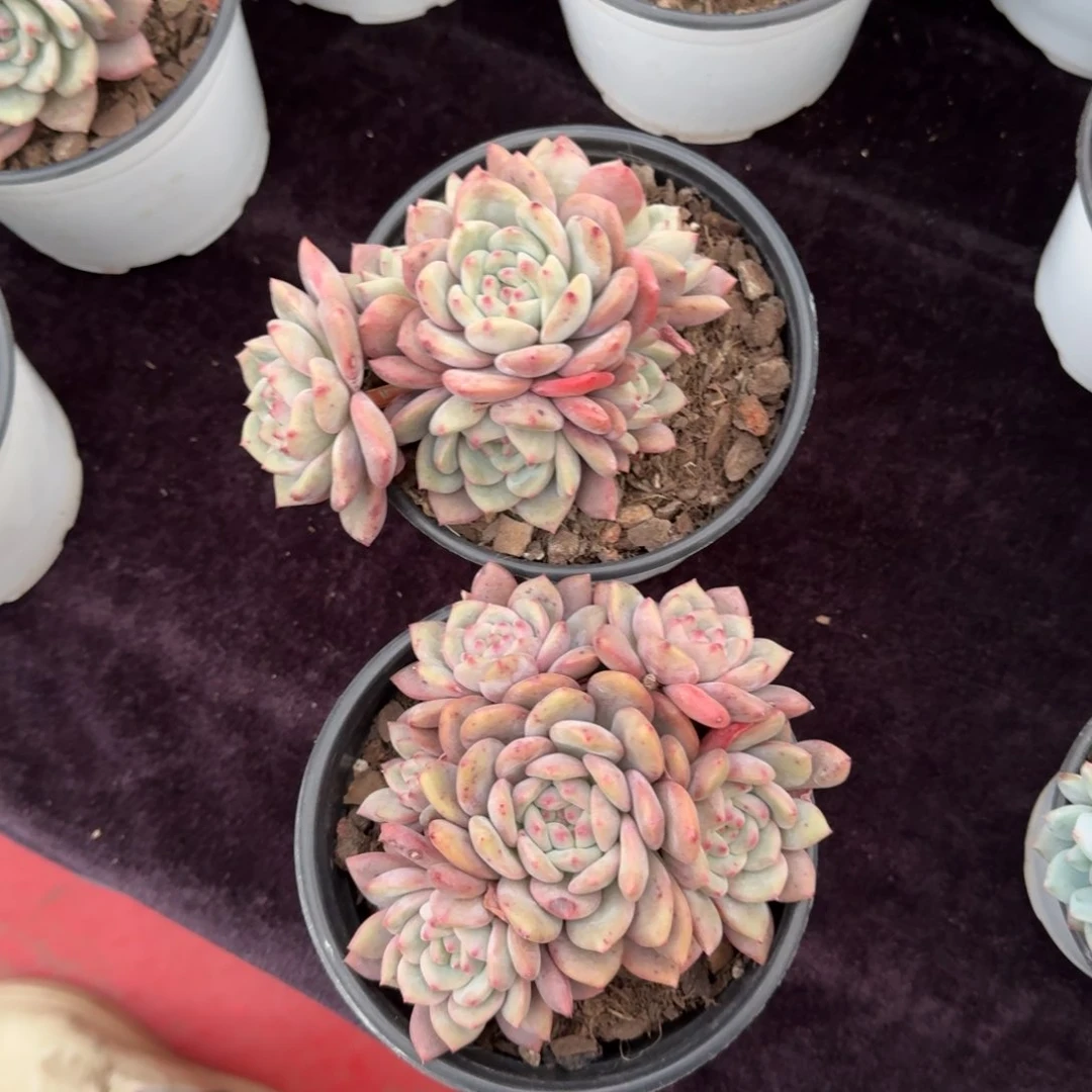 做****管2颗一起一物一拍的