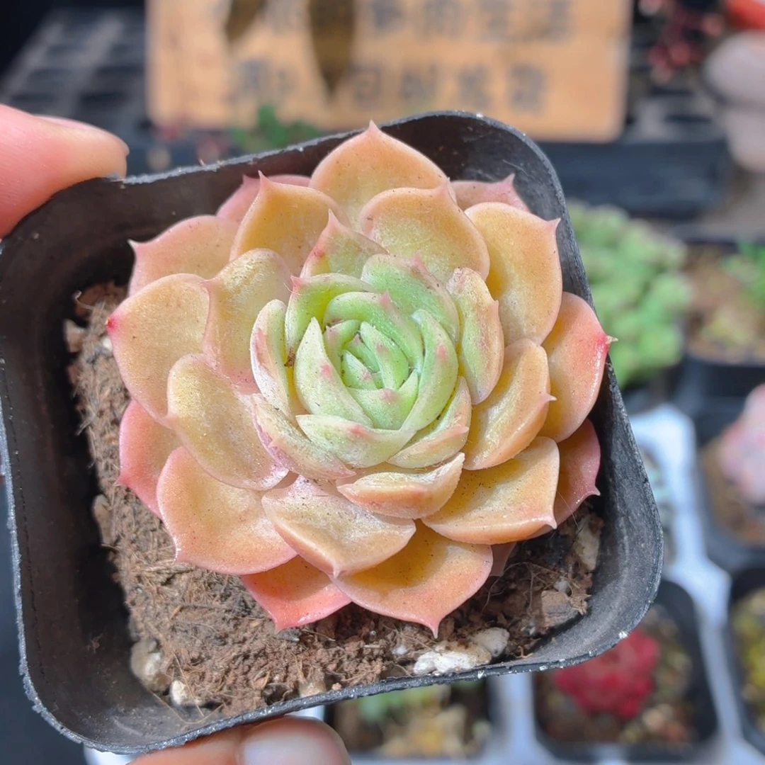 昂斯诺多肉9.9包邮发货
