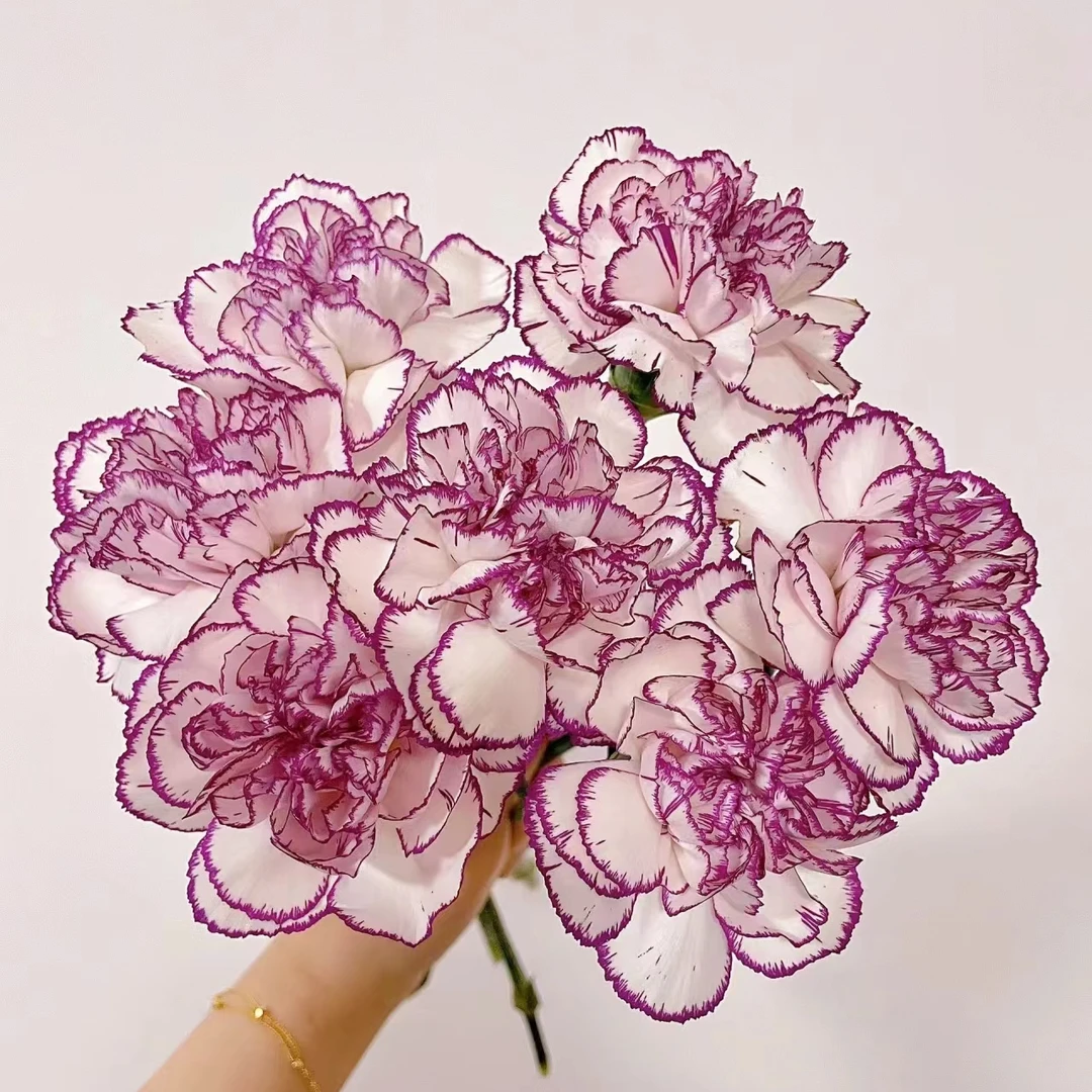 20枝紫精灵单头康乃馨 生花苞要养开【两单顺丰冷链或京东快递】