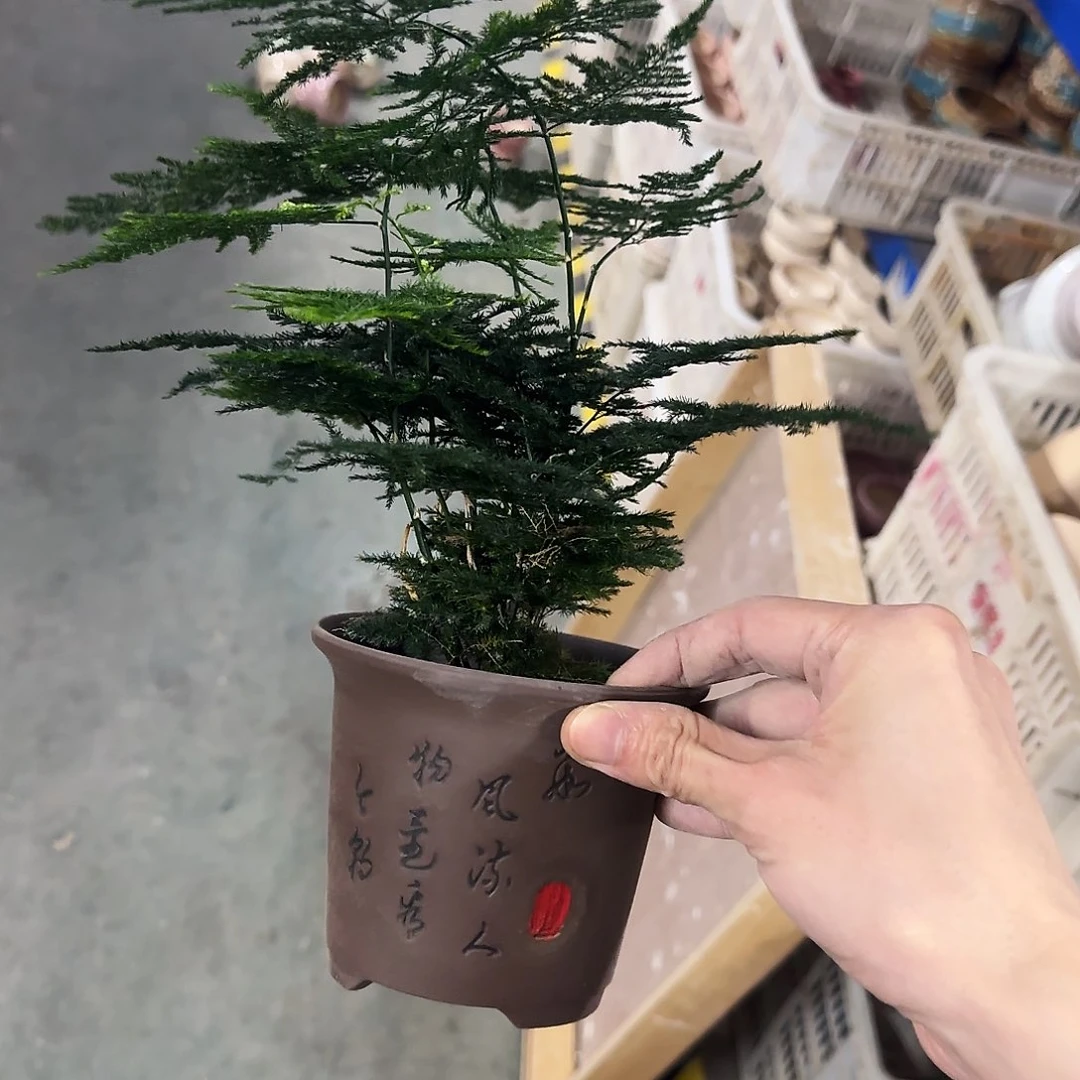 2件套福利局绿植多肉盆［凑9元包邮24小时发］