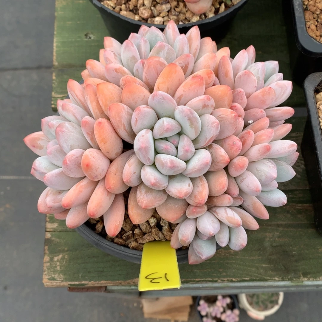 我们家的小姐姐们