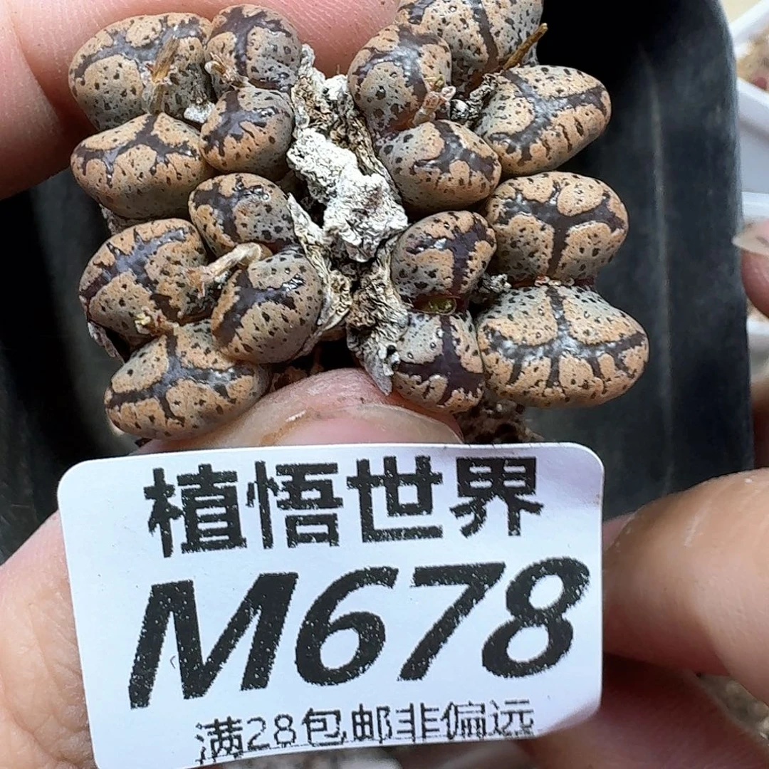 多肉植物多肉植物df