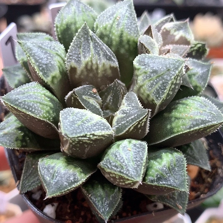 雪花球一物一拍带盆土