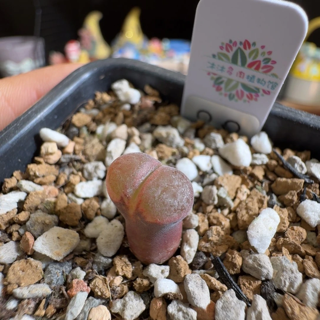 多肉植物好看肉锥C10一年苗