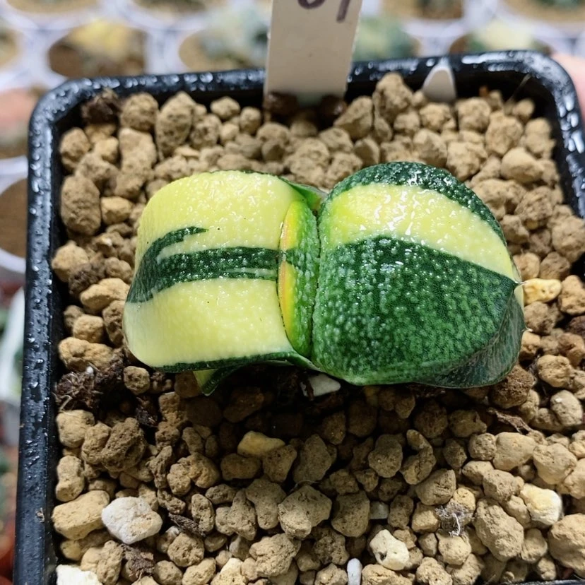 【闪购商品】84卧牛锦