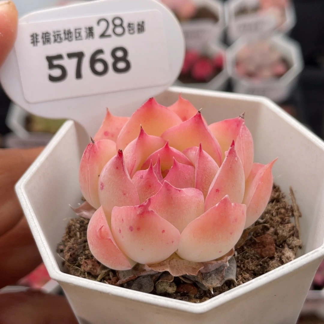 侧影5768-4.0厘米