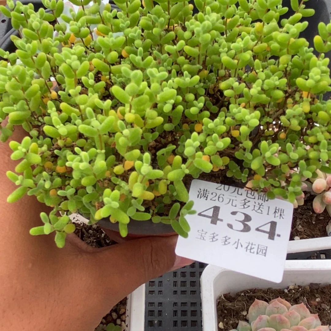 金橘枝干一物一拍满20包邮满26送一颗多肉