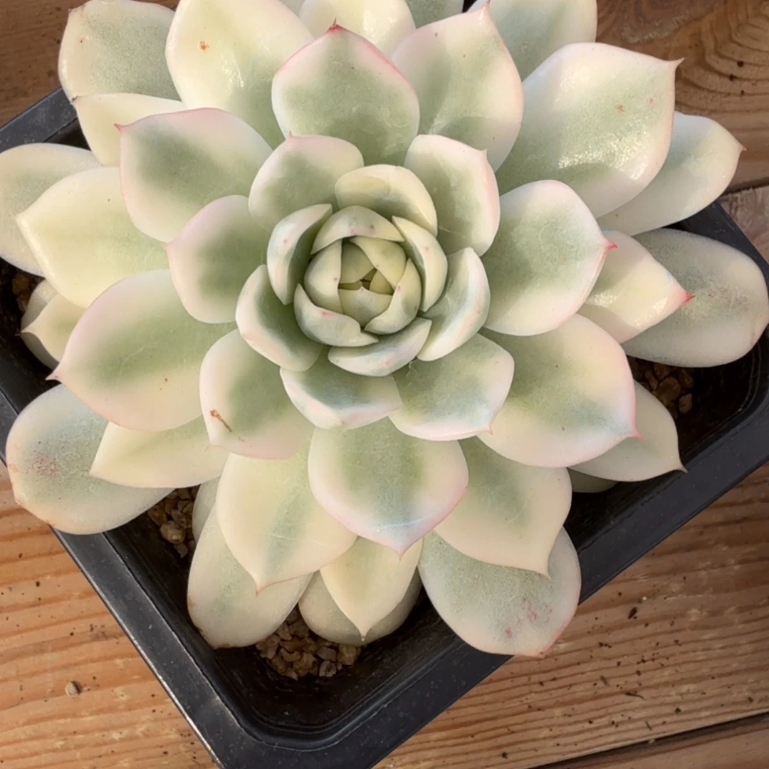 等***風粉水晶 上占木 安吉园艺