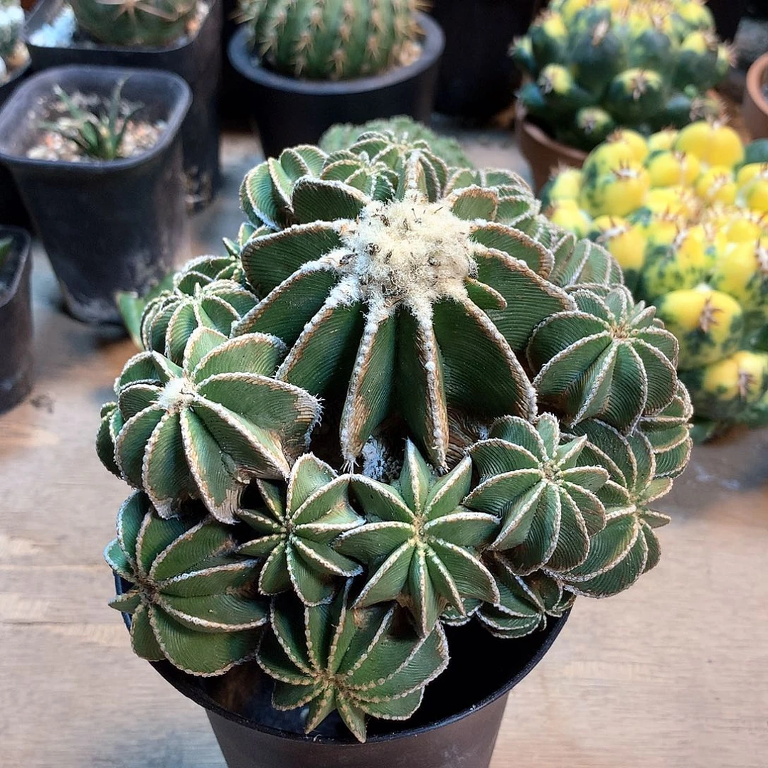 辛顿花笼没根