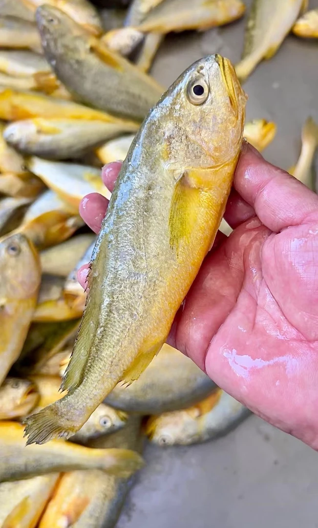 野生黄花鱼【3斤价格】新鲜小黄鱼南澳本港海鲜