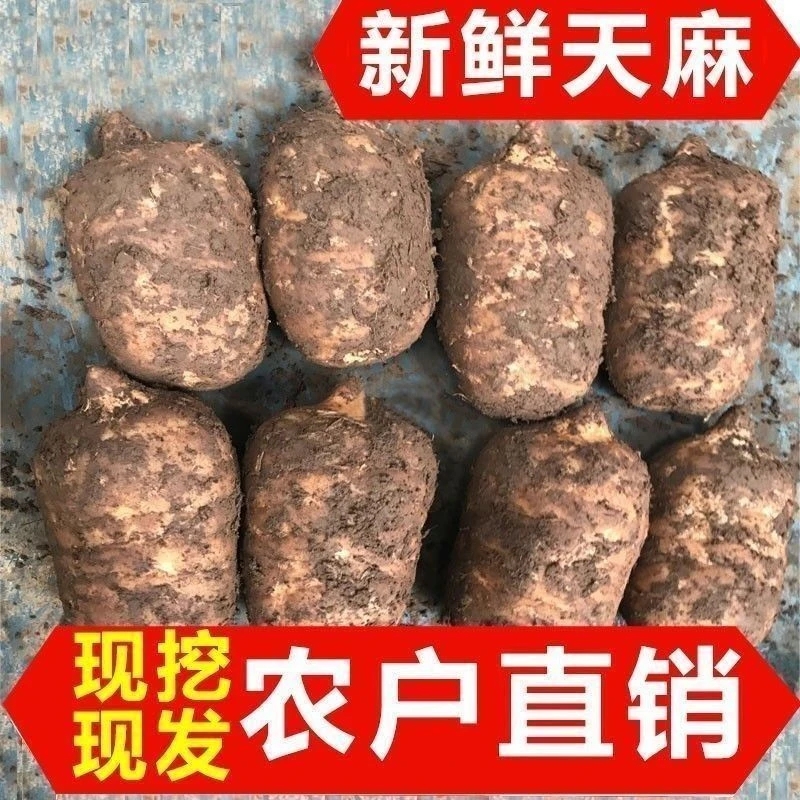 【高山天麻】正宗新鲜天麻，原产地现挖现发高山