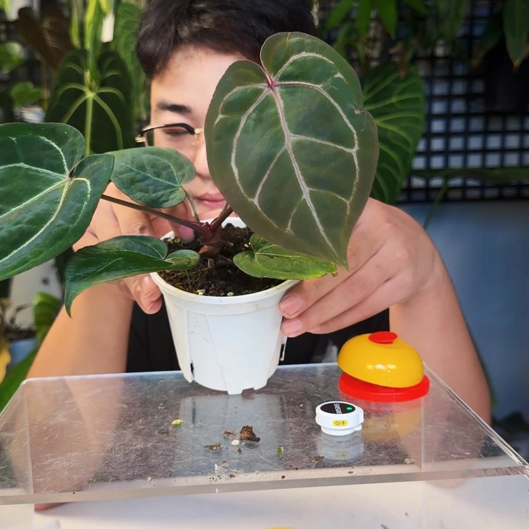 不开花植物D143大风车