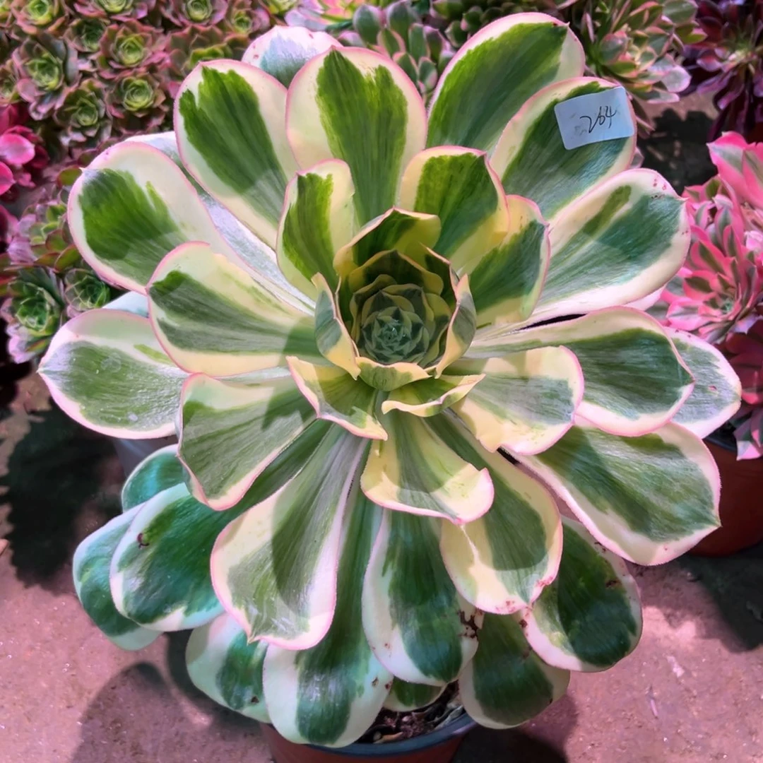 多肉植物燕姿264