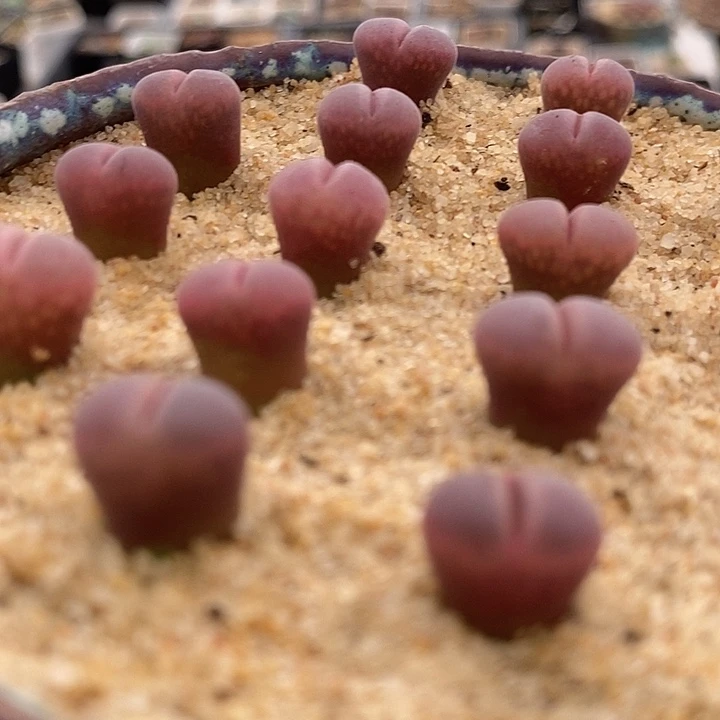 白花优选C10风铃一颗。