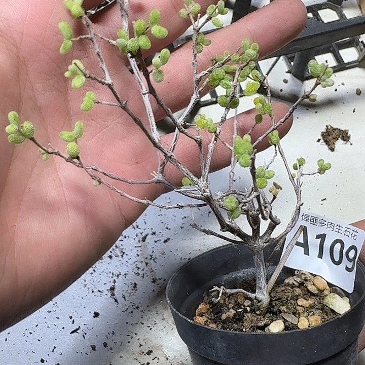 109 多肉植物多肉植物