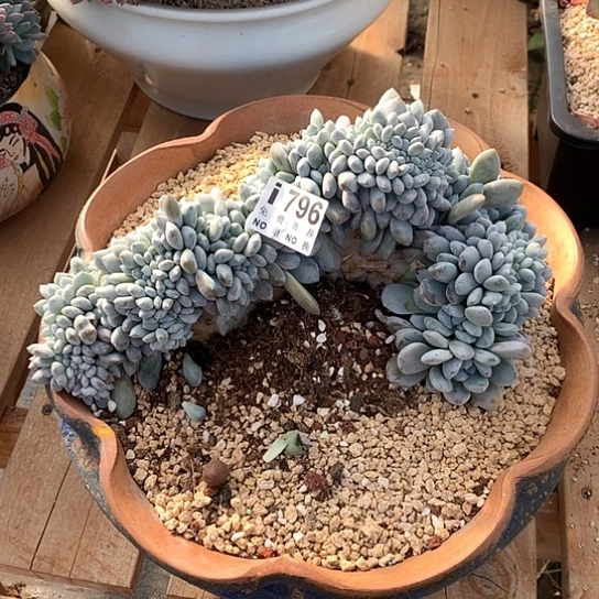 菩提子缀化796 亏本处理不退不换7-8天发