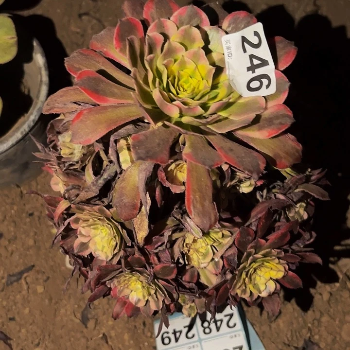 246粉铜多肉植物处理瑕疵