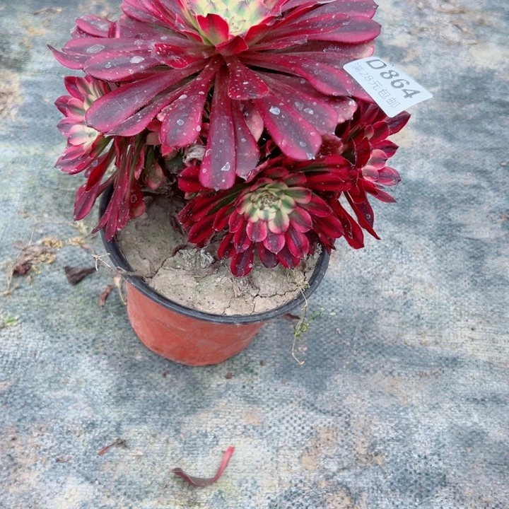 864美丽多肉植物