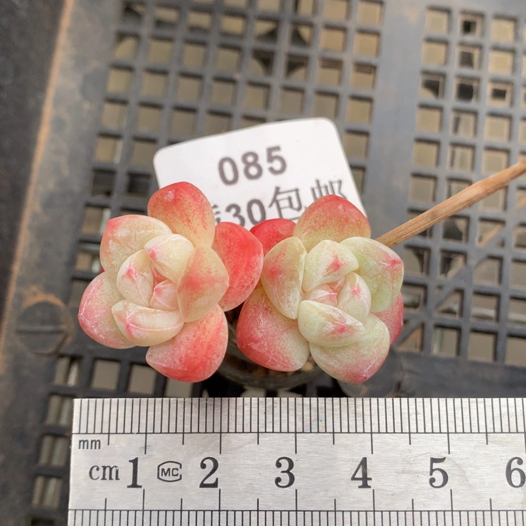 85   玻璃瓶小腿冰玉。